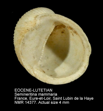 EOCENE-LUTETIAN Semineritina mammaria.jpg - EOCENE-LUTETIANSemineritina mammaria(Lamarck,1804)